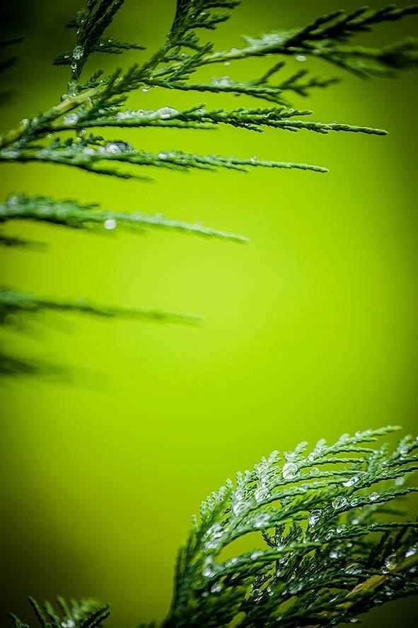 Květiny na GIYOU zahradě, o GIYOU