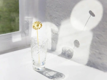 Zlatá sedmikráska ve váze na okně zalitém sluncem, dárek pro radost