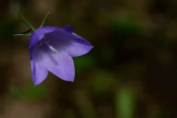 Květ modrého zvonku
