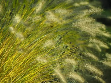 Green grass in GIYOU jewellery showroom