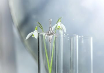 One silver flower snowdrop in a glass vase