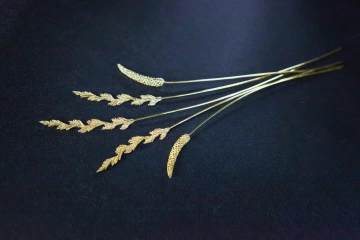 Zlatý jílek a jitrocel na černé podložce