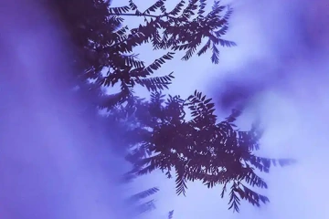 Branch of a bush in the garden