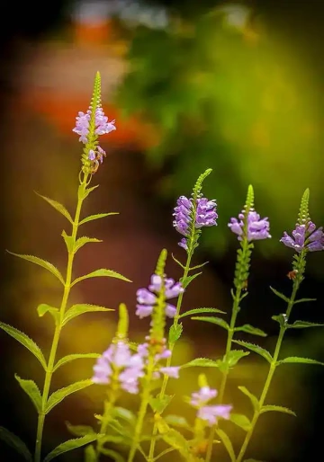 Živé květiny Giyou zahrady
