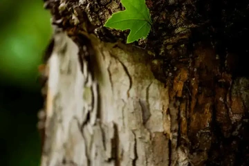 Tree bark with leaf