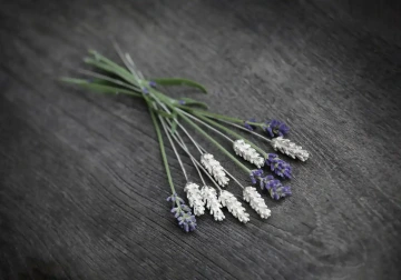 Lavender made of silver and dried for Easter and spring decoration